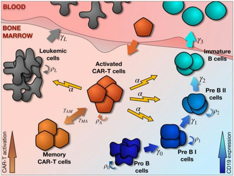 IJMS | Free Full-Text | A Mathematical Description of the Bone Marrow Dynamics during CAR T-Cell Therapy in B-Cell Childhood Acute Lymphoblastic Leukemia | Hematology | Scoop.it