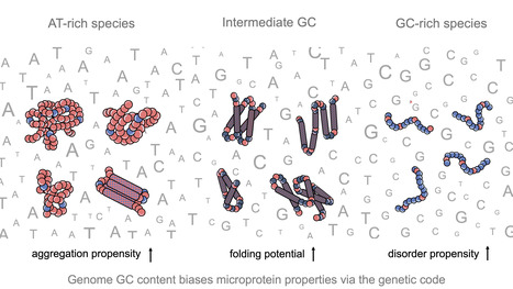 Impact of GC content on de novo gene birth | I2BC Paris-Saclay | Scoop.it