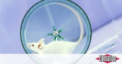 Assez de caricatures sur l’expérimentation animale | EntomoScience | Scoop.it