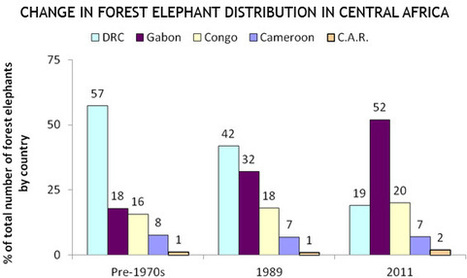 62% of all Africa’s forest elephants slaughtered in 10 years (warning: graphic images) » | BIODIVERSITY IS LIFE  – | Scoop.it