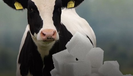 Les vaches bientôt à la rescousse des diabétiques | Lait de Normandie... et d'ailleurs | Scoop.it