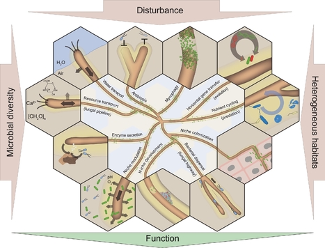 Bacterial - Fungal Interactions: ecology, mechanisms and challenges | FEMS Microbiology Reviews | Oxford Academic | RMH | Scoop.it