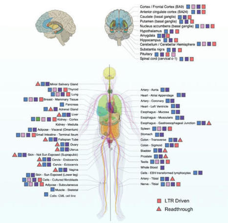 Ancient Retroviruses Make Up 8% of the Human Genome | Amazing Science | Scoop.it