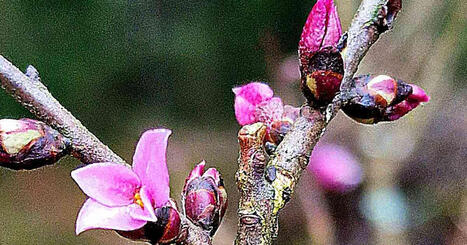 Puutiainen Velho-kissan turkissa ja lupiini t&auml;ydess&auml; kukassa &ndash; katso lukijoiden erikoiset luontohavainnot | Kotimaa | Yle | 1Uutiset - Lukemisen t&auml;hden | Scoop.it