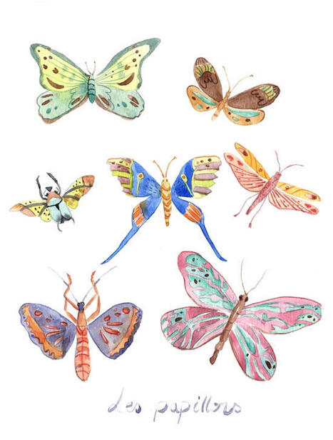 L’aquarelle et les papillons - Grenoble.fr | Variétés entomologiques | Scoop.it