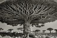 Beth Moon: Ancient Trees: Portraits of Time - Available at VERVE Gallery of Photography | Outstanding Photography | Scoop.it