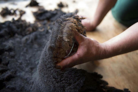 Tonte des moutons | R&eacute;seau Patrimoine du Vivant et Ecologie par Mus&eacute;e du Vivant - AgroParisTech | Scoop.it