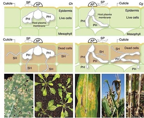 Nature Genetics: Lifestyle transitions in plant pathogenic Colletotrichum fungi deciphered by genome and transcriptome analyses (2012) | Plant Pathogenomics | Scoop.it