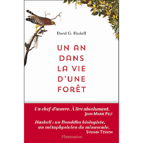 La forêt à la loupe | Variétés entomologiques | Scoop.it