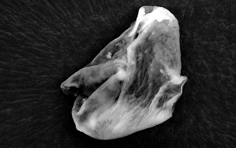 Alien life found living in Earth's atmosphere, claims scientist | Good news from the Stars | Scoop.it