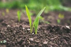 TURKIYE : 5 ways to support regenerative agriculture! – | CIHEAM Press Review | Scoop.it