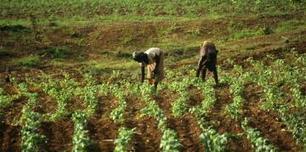 L'agriculture familiale: un modèle encore pertinent? | Questions de développement ... | Scoop.it