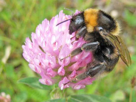 RSPB demands ban on deadly pesticides linked to bee decline | YOUR FOOD, YOUR ENVIRONMENT, YOUR HEALTH: #Biotech #GMOs #Pesticides #Chemicals #FactoryFarms #CAFOs #BigFood | Scoop.it