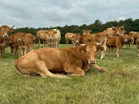 En 2025, la production de viande bovine française attendue en baisse, les importations en hausse. | Actualité Bétail | Scoop.it