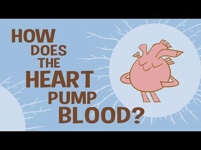 How the heart actually pumps blood - Edmond Hui | Eclectic Technology | Scoop.it
