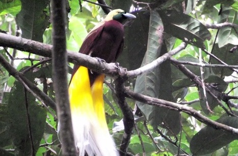 Menace sur les oiseaux de Paradis | Les oiseaux au gré du vent | Scoop.it