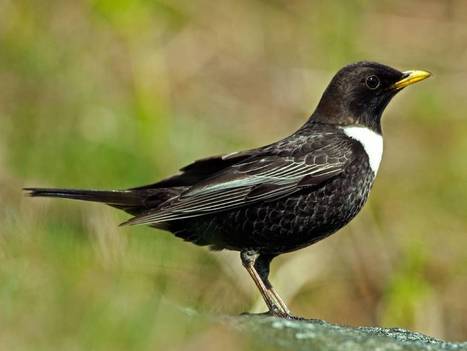 Animals can't keep up with climate change | BIODIVERSITY IS LIFE  &ndash; | Scoop.it