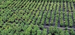 Europe : les multinationales vont-elles prendre le contrôle des plantes ? | Questions de développement ... | Scoop.it