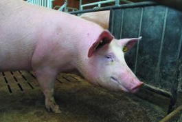 Raisonner l&rsquo;alimentation des truies pour maximiser leurs performances &agrave; la mise bas et leur long&eacute;vit&eacute; | SCIENCES DE L' ANIMAL | Scoop.it
