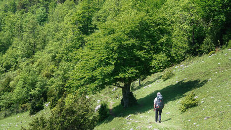 Les bienfaits de la marche sur les Chemins de Compostelle | Coaching, Management, gestion et outils | Scoop.it