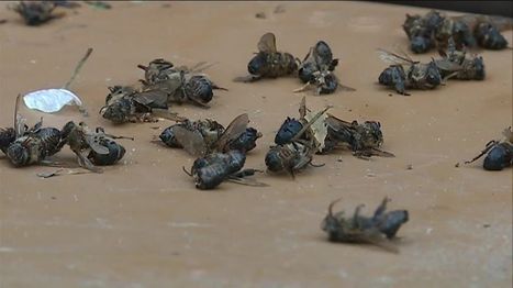700 ruches mortes en Dordogne fin mars, 3 000 aujourd'hui... | Variétés entomologiques | Scoop.it
