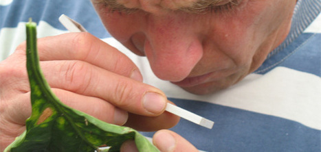 La base AZOPRO du Ctifl est en ligne | HORTICULTURE | Scoop.it