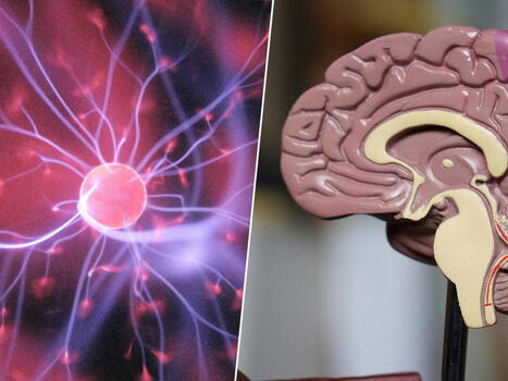 Adolescentes hasta los 32 a&ntilde;os: la neurociencia explica por qu&eacute; el cerebro tarda mucho m&aacute;s de lo que cre&iacute;amos en madurar | Santiago Sanz Lastra | Scoop.it