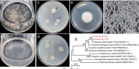 Ammonia-oxidizing bacteria dominate active ammonia oxidation during nitrogen fertilizer-induced acidification of a maize-cultivated black soil | isme | RMH | Scoop.it