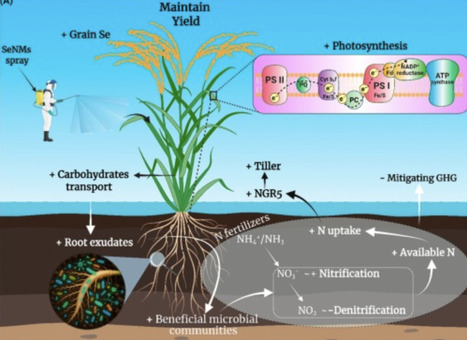 Nano-selenium coordinates plant&ndash;microbiome redox for sustainable crops | tin | RMH | Scoop.it