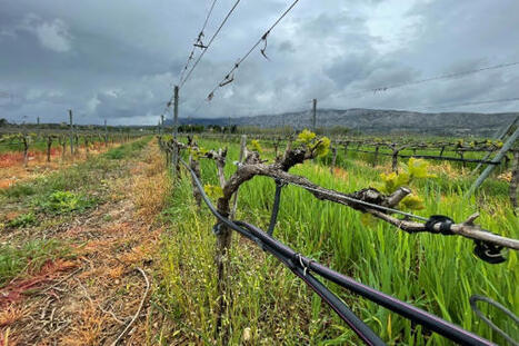 En région Paca, GRDF mise sur la viticulture pour produire du biogaz | Transition énergétique et écologique. Mobilité et transports | Scoop.it