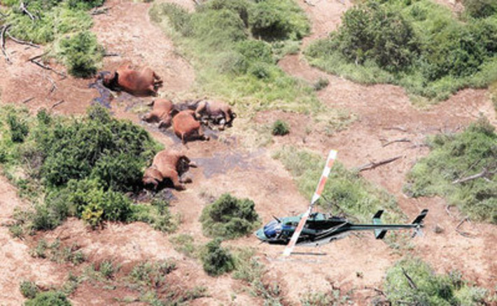 Elephants could be extinct in a decade | Crimes Against Humanity | Scoop.it