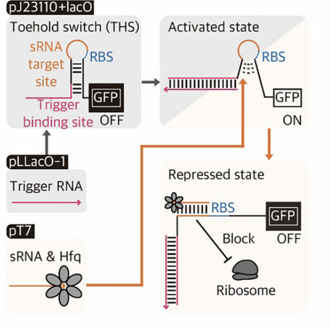 SUPER: Upcycling Genetic Parts for Precise Gene Expression Control, Leakage Minimization, and Genetic Circuit Stability | advS | RMH | Scoop.it