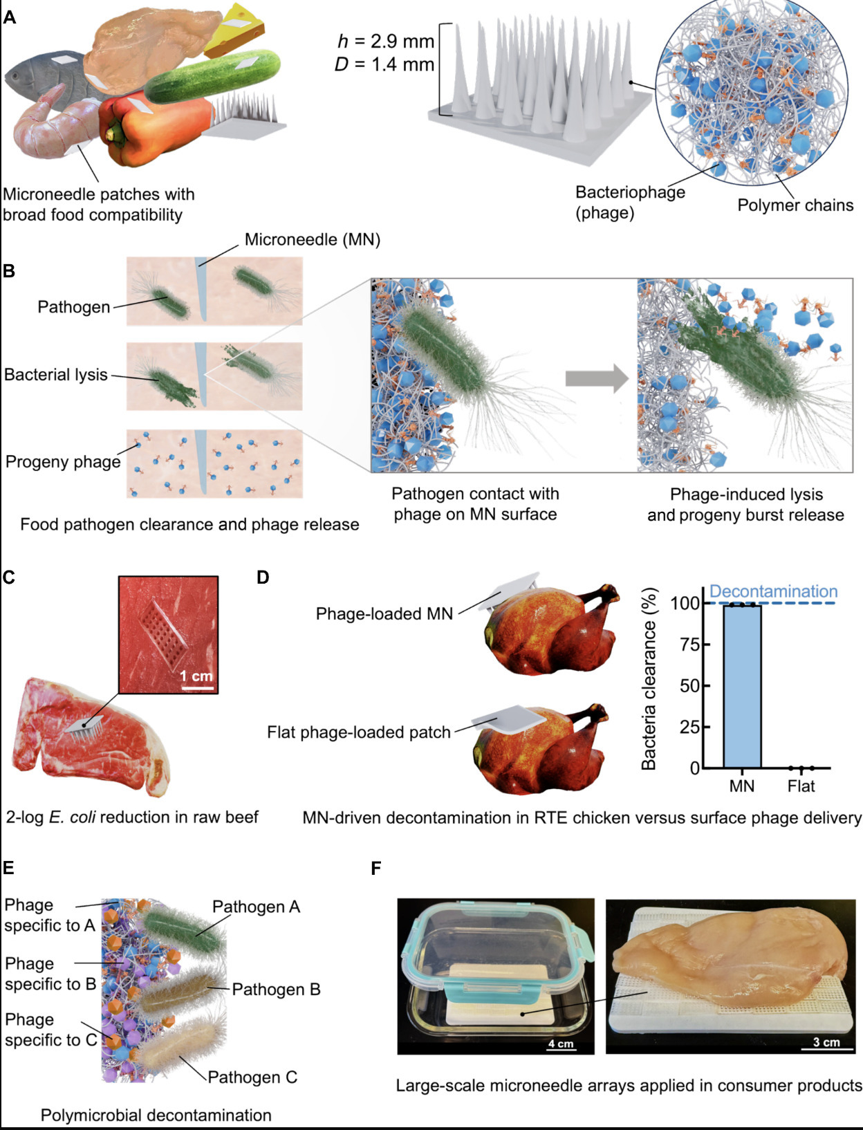 Bacteriophage-loaded microneedle patches for ta...