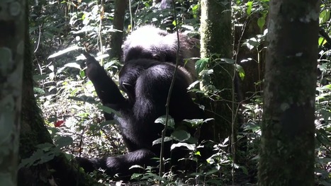 Une étude révèle que les chimpanzés d'Ouganda utilisent des insectes volants pour soigner leurs blessures | EntomoScience | Scoop.it