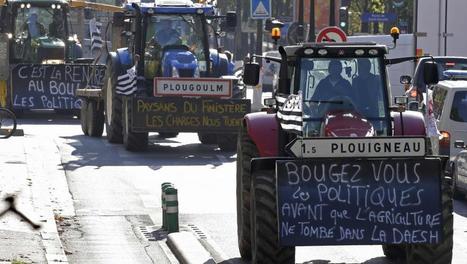Les ministres de l'Agriculture européens au chevet de l'élevage - RFI | Economie de l'Elevage | Scoop.it