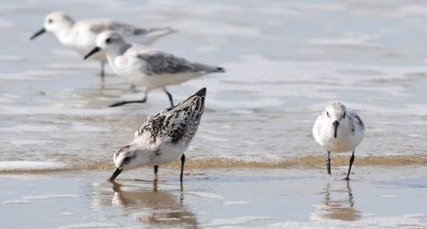 Les 16 et 17 janvier, participez au comptage des oiseaux d’eau - Actualités - LPO | Biodiversité | Scoop.it