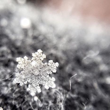Magic Of Snow: I Try To Capture A Perfect Snowflake | 16s3d: Bestioles, opinions & pétitions | Scoop.it
