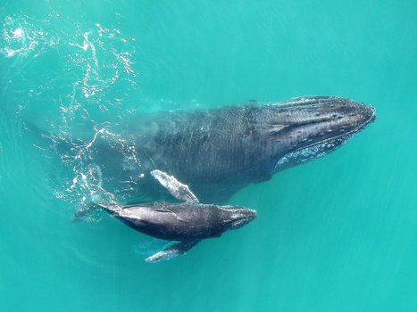 Baby Humpback Whale Sounds | Coastal Restoration | Scoop.it