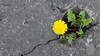 L.A. Bulldozes Foreclosed Homes To Create More Urban Green Space | Cities of the World | Scoop.it