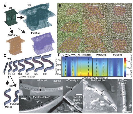 Pectin homogalacturonan nanofilament expansion drives morphogenesis in plant epidermal cells | Science | SEED-DREAM Lab info | Scoop.it