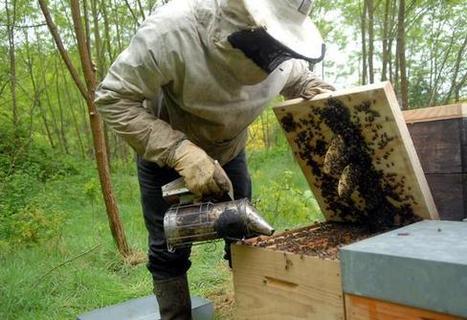 Si l'abeille se désespère les ruchers font recette | Variétés entomologiques | Scoop.it