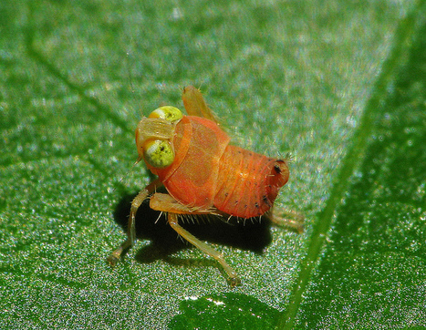 Sparkie the hopper nymph | Gardening Life | Scoop.it