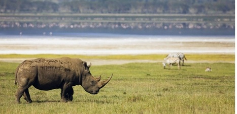 MOOC. Sauver les animaux d'Afrique, ça s'apprend | Biodiversité | Scoop.it