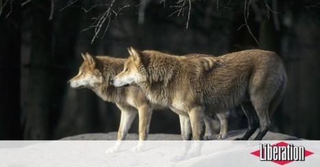 Une peur de loup | Loup | Scoop.it