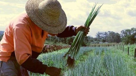 Sydney's housing demand is swallowing farms on the harbour city's fringes - ABC News (Australian Broadcasting Corporation) | Stage 5  Changing Places | Scoop.it