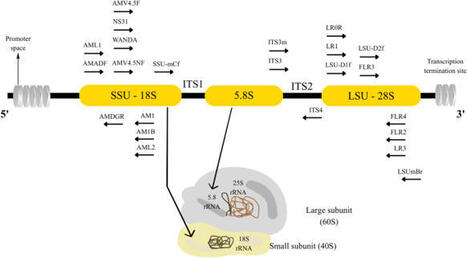 Molecular markers for the study of arbuscular mycorrhizal fungi | Plant-Microbe Symbiosis | Scoop.it