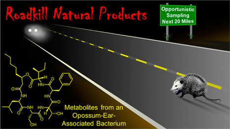 Opportunistic Sampling of Roadkill as an Entry Point to Accessing Natural Products Assembled by Bacteria Associated with Non-anthropoidal Mammalian Microbiomes  | Natural Products Chemistry Breaking News | Scoop.it