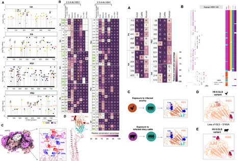 Non-human Mammalian Adaptive Signatures of 2.3.4.4b H5N1 | Virus World | Scoop.it