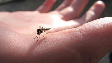Le billet sciences. Faut-il aller jusqu'à éradiquer tous les moustiques ? | EntomoScience | Scoop.it