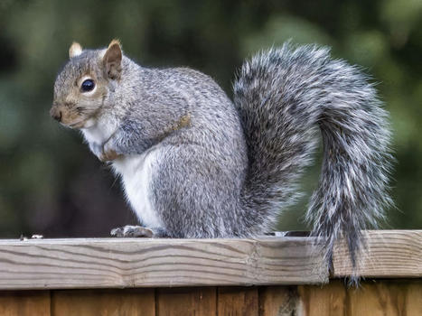 Squirrel at ISO-16000 | Mirrorless Cameras | Scoop.it